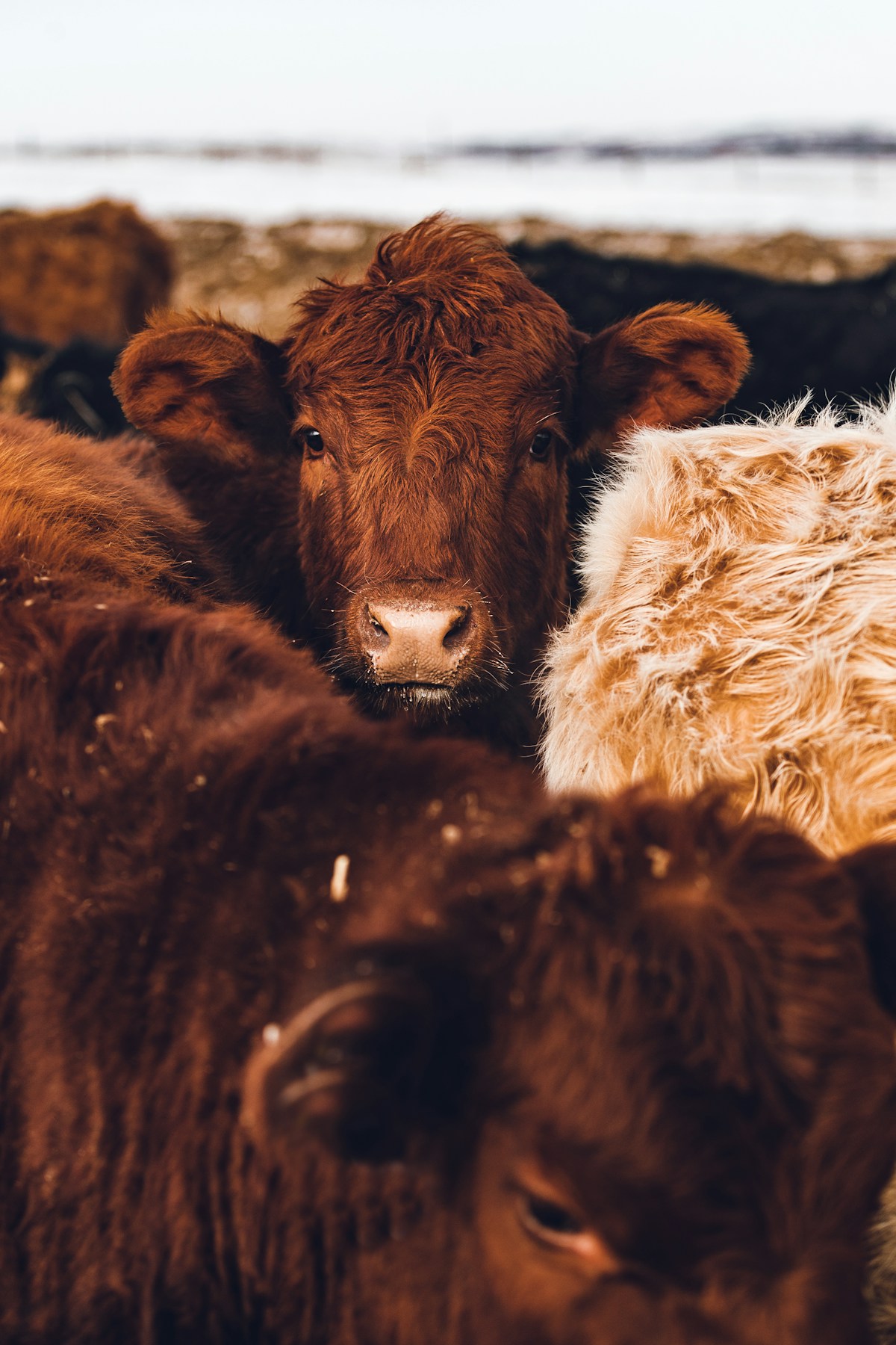 Diamond Crest Wagyu cow