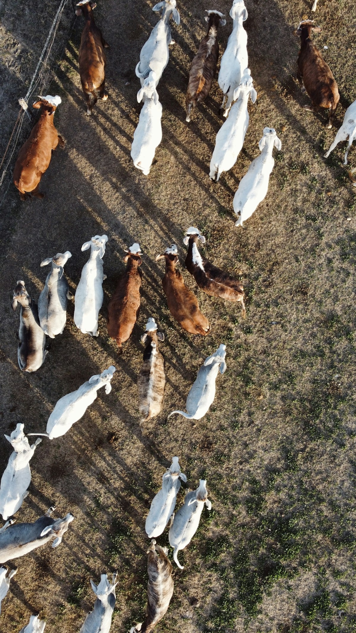 Diamond Crest cattle on pasture