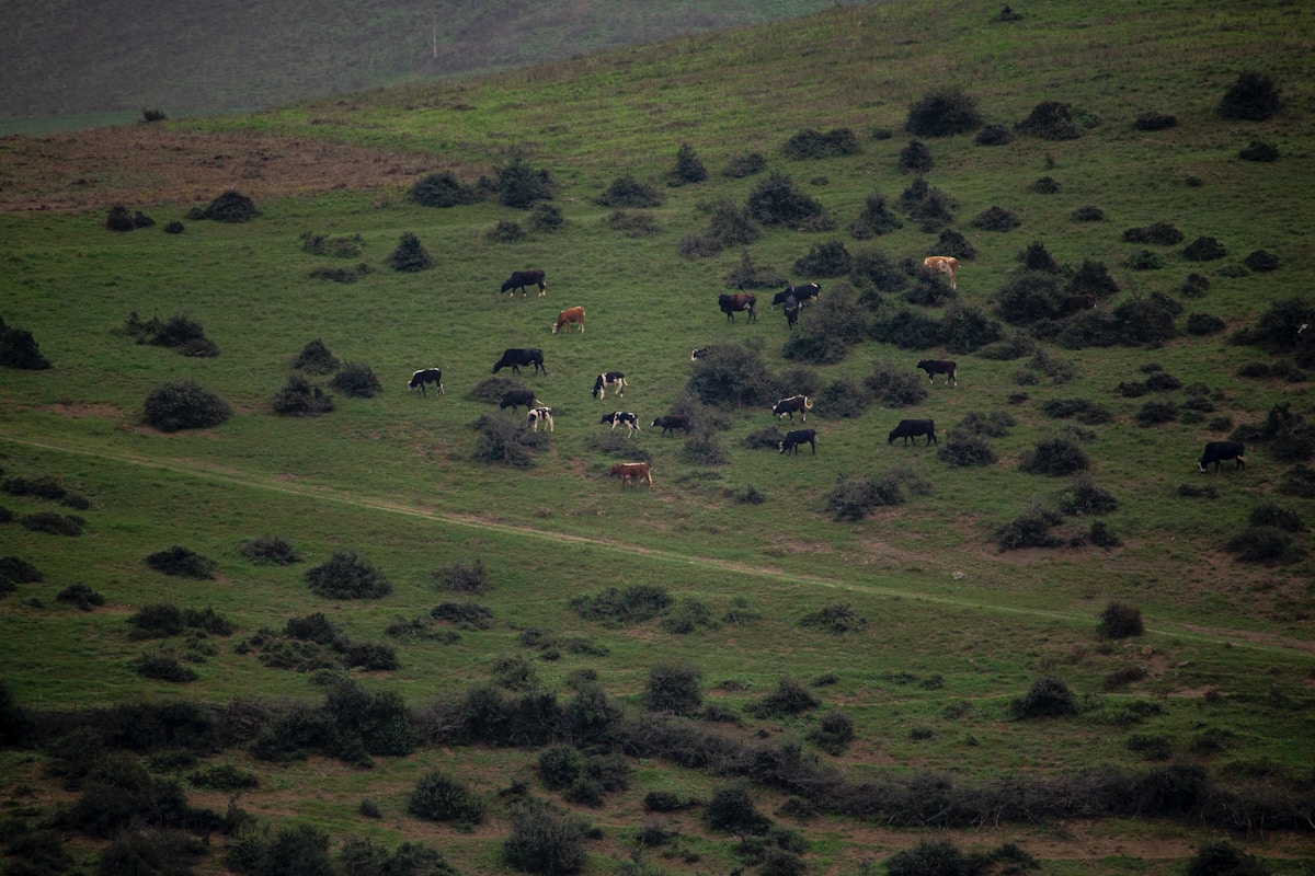 Cattle grazing on hillside